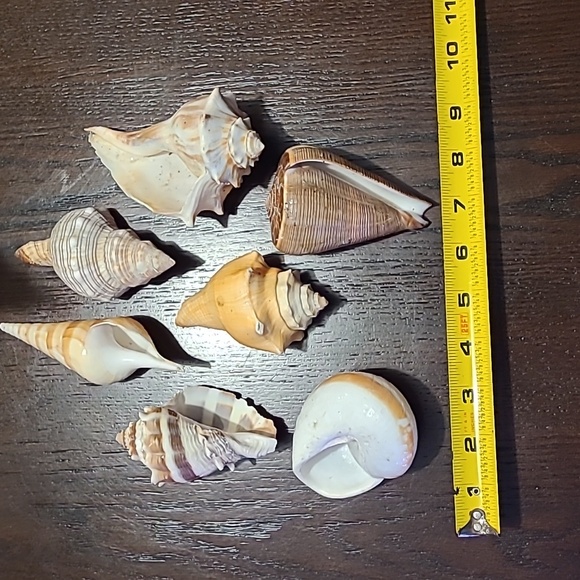 Seashells decor 7 piece Beach house ocean lover great condition vacation house ! - Picture 7 of 10